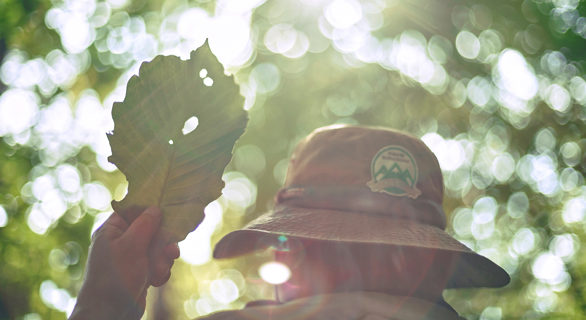  Forest Experience with a Local Expert Guide